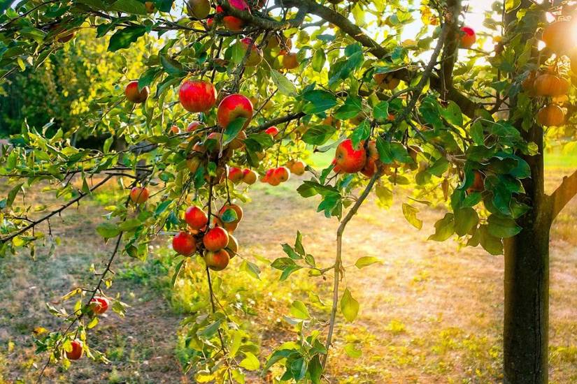 How to Use Coffee Grounds to Fertilize Your Apple Tree