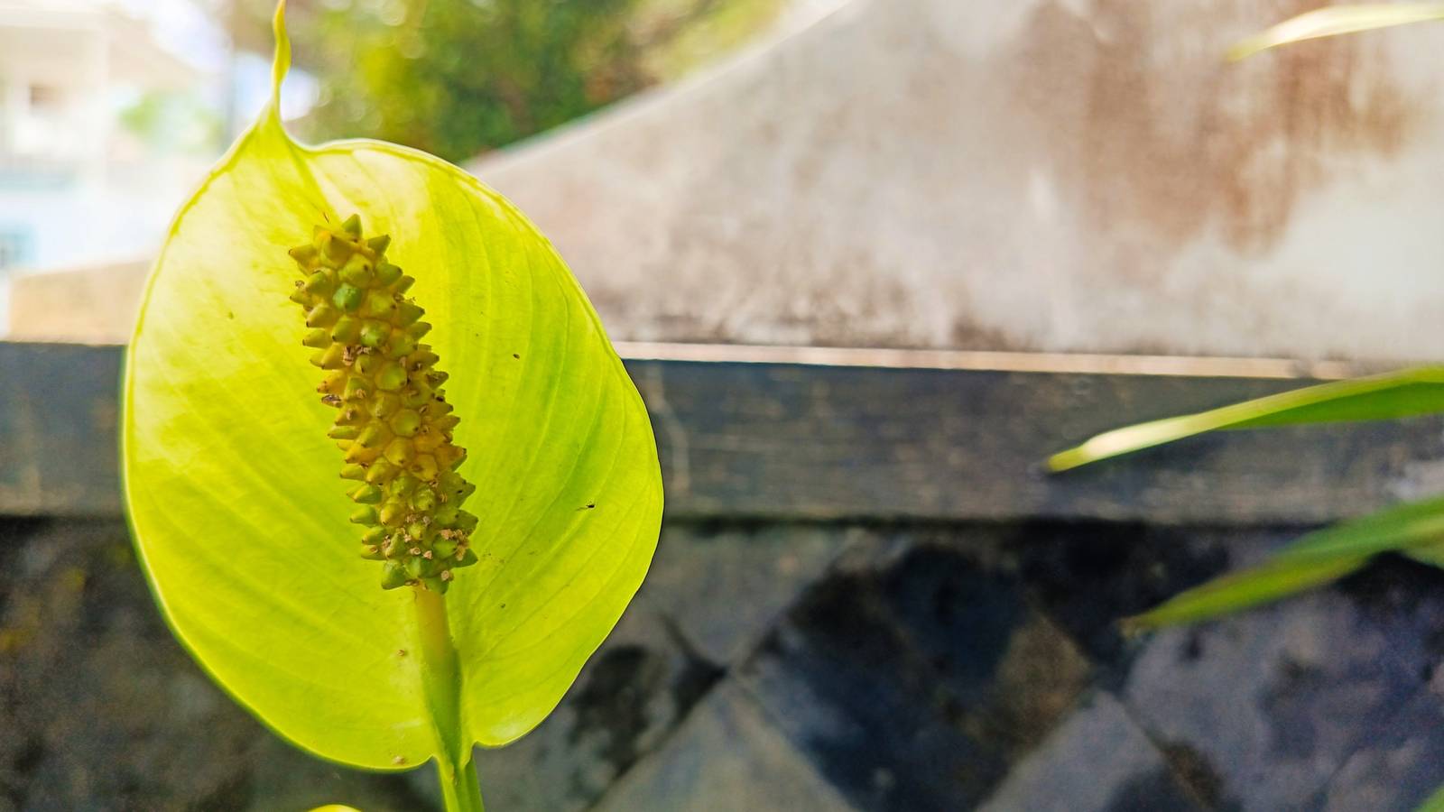 Why Your Peace Lily Flower Is Green