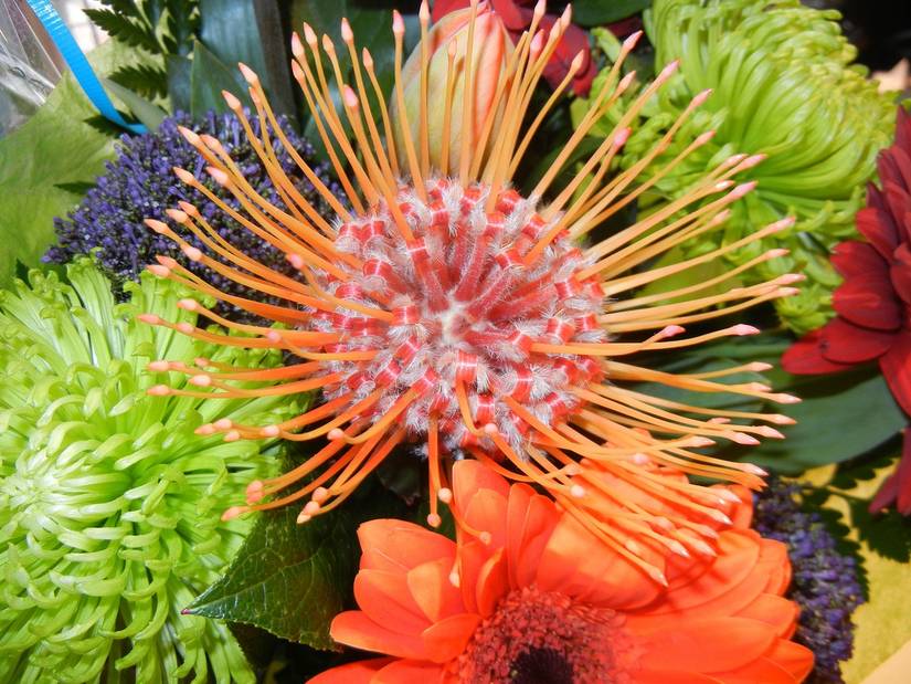 organic flower seeds Prairie Road Organic Seed 2026 Catalog -Prairie Road Organic Seed