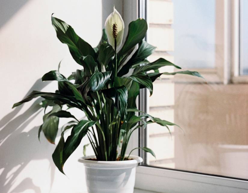 5 Tips For Growing Calla Lily as a Houseplant