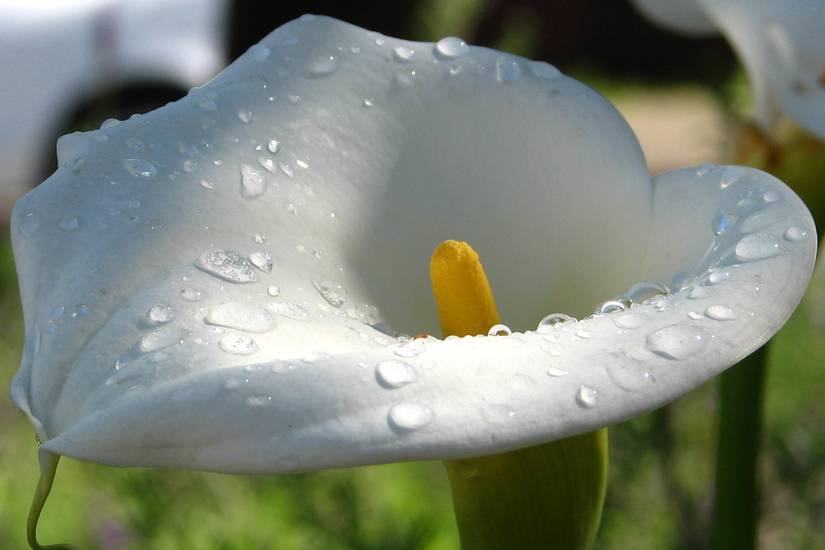 5 Tips For Growing Calla Lily as a Houseplant
