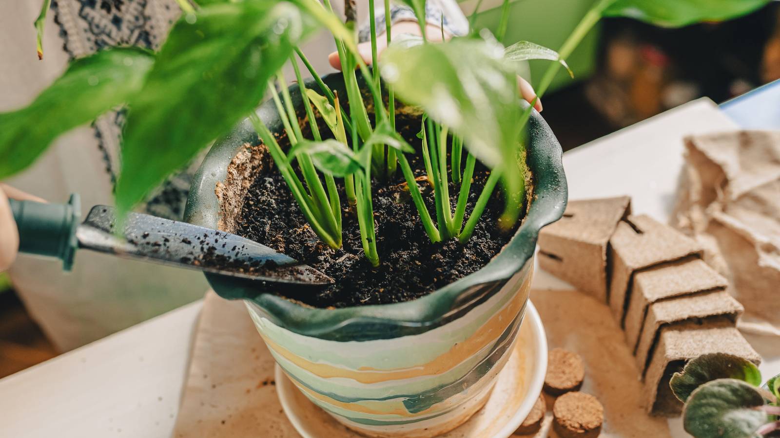 5 Tips For Caring For Your Variegated Peace Lily