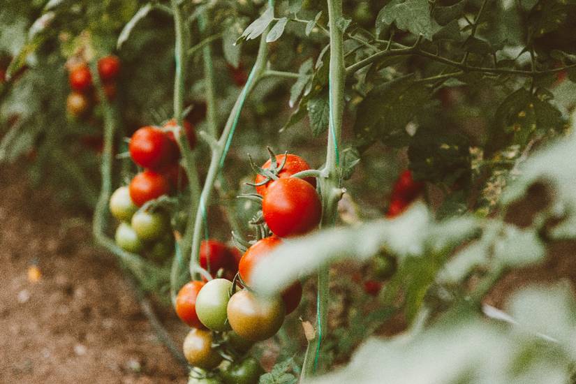 5 Ways to Protect Your Tomato Plants from the Cold