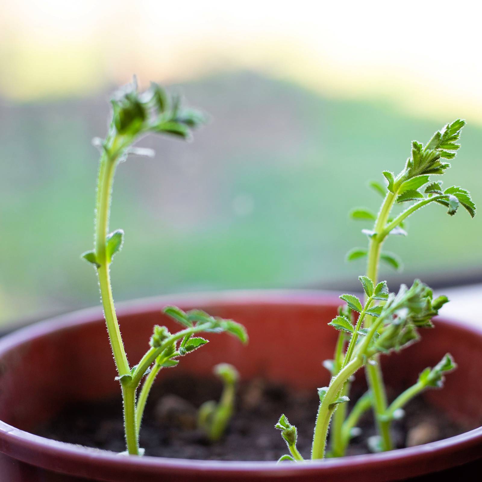 9 Tips For Growing Chickpeas in Containers