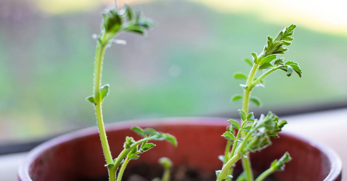 9 Tips For Growing Chickpeas in Containers