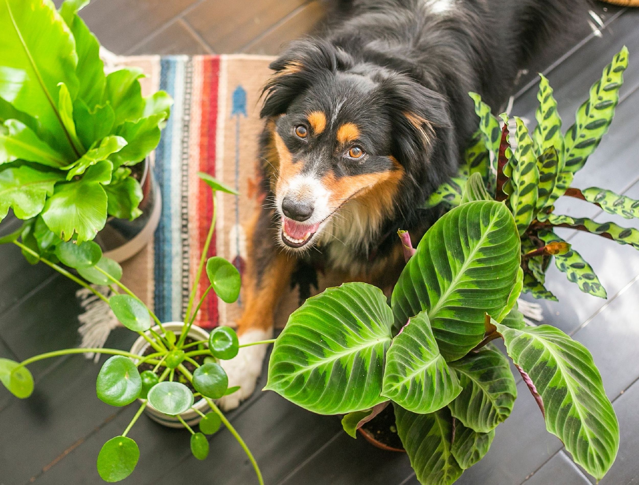 10 Indoor Plants That Are Toxic to Dogs