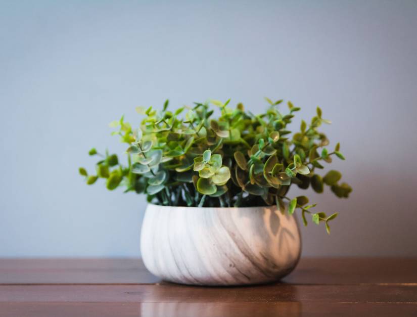 ficus starlight plant Starlight Weeping Fig – Plant Detectives main image 0