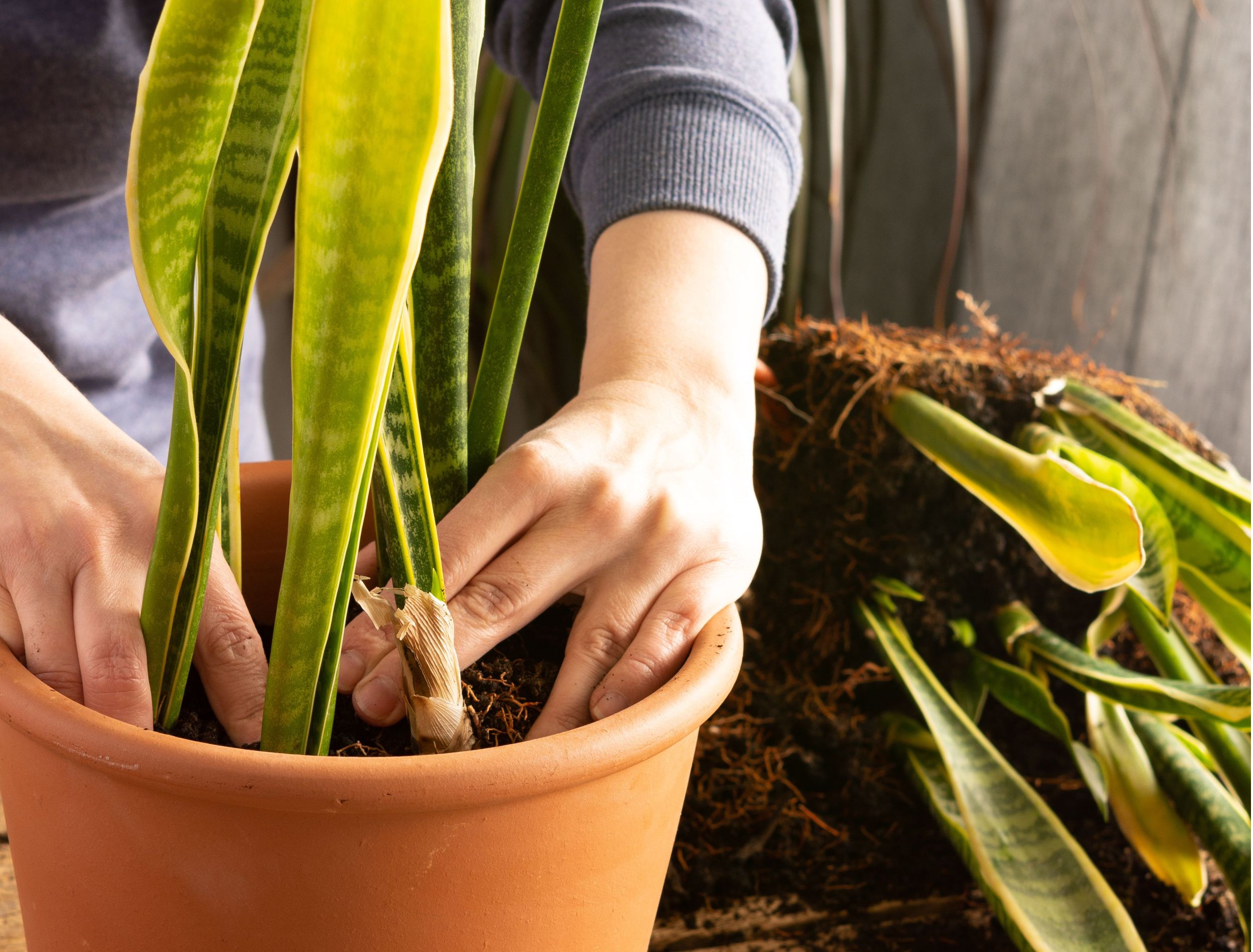 How To Fertilize Your Snake Plant
