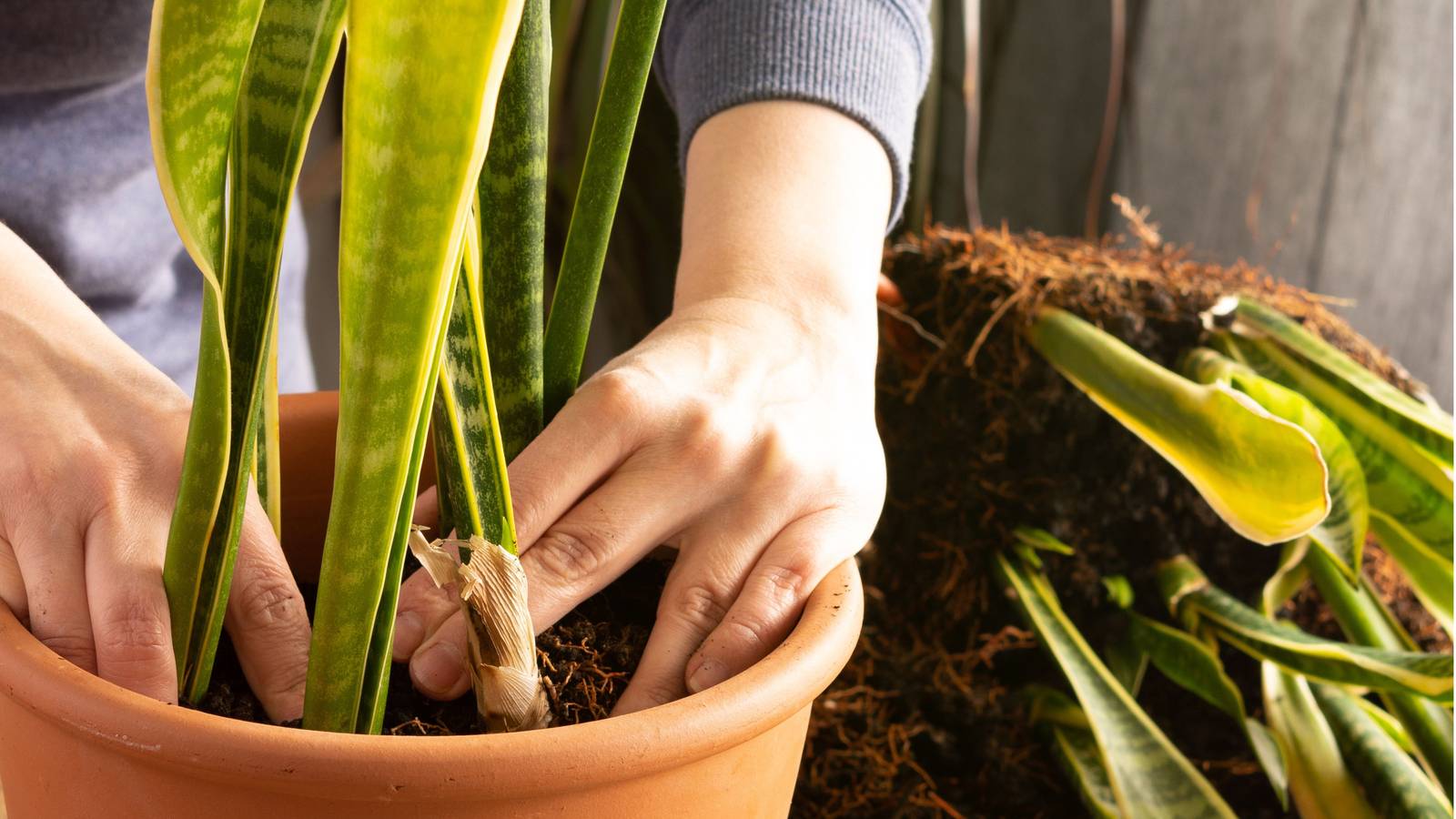 How To Fertilize Your Snake Plant