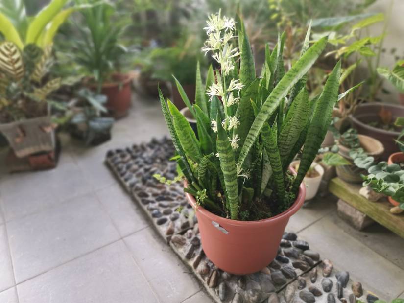etna plant 6'' Nursery Pot main image 1