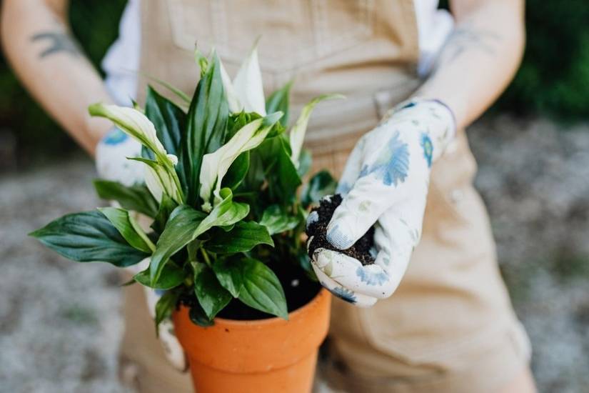 silver streak pothos Epipremnum 'Silver Stripe': Unique & Elegant Variegated Pothos
