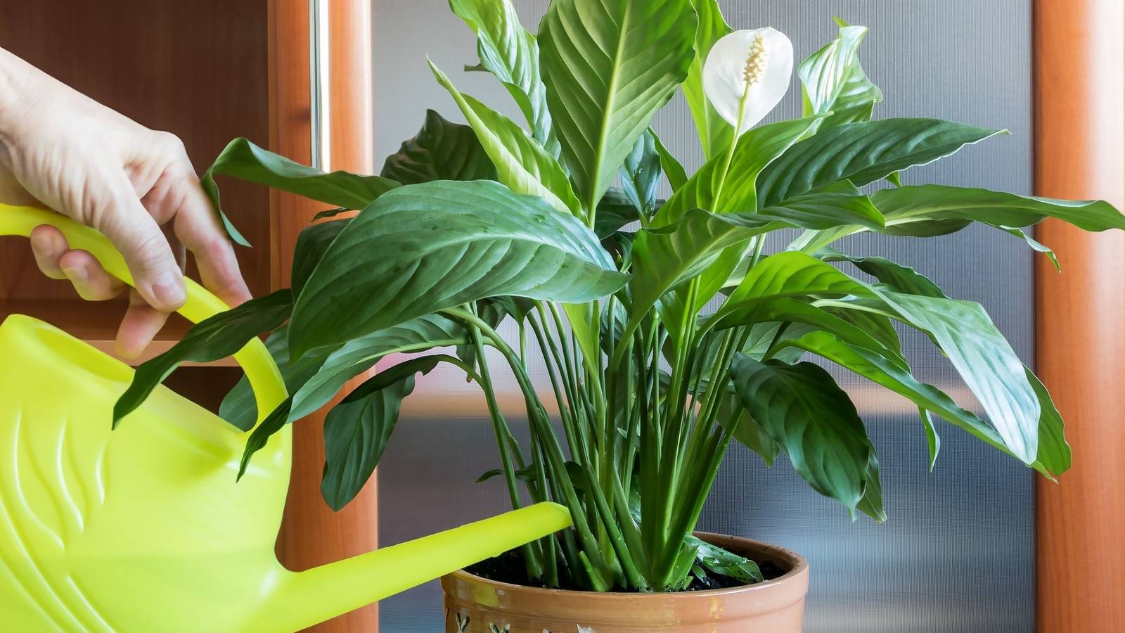 How To Fertilize Your Peace Lily