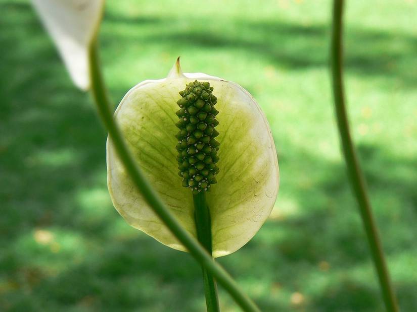 Why Your Peace Lily Flower Is Green