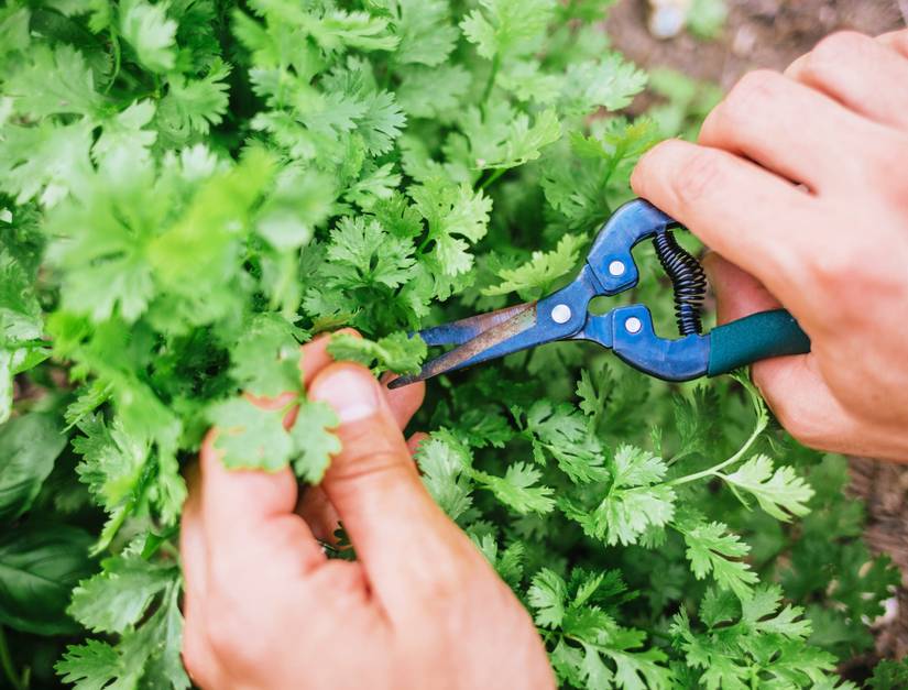 7 Tips for Growing Cilantro in Raised Beds