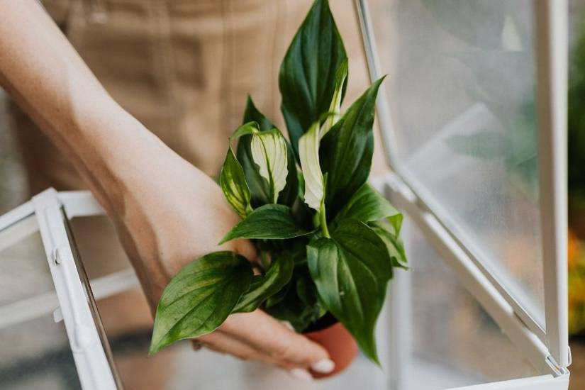 prayer plant pet safe Red Prayer Plant