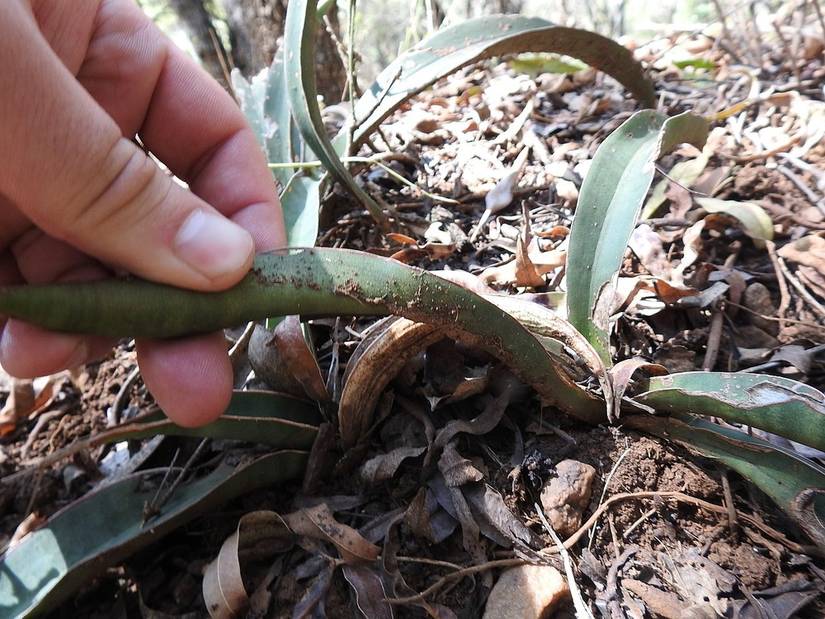 How to Fix Root Rot on Your Snake Plant
