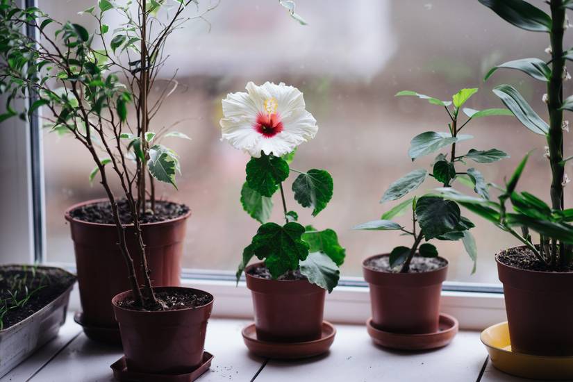 How to Propagate Hibiscus