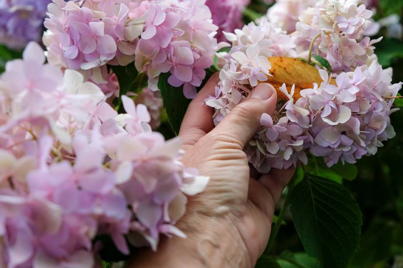 How To Grow Hydrangeas Indoors
