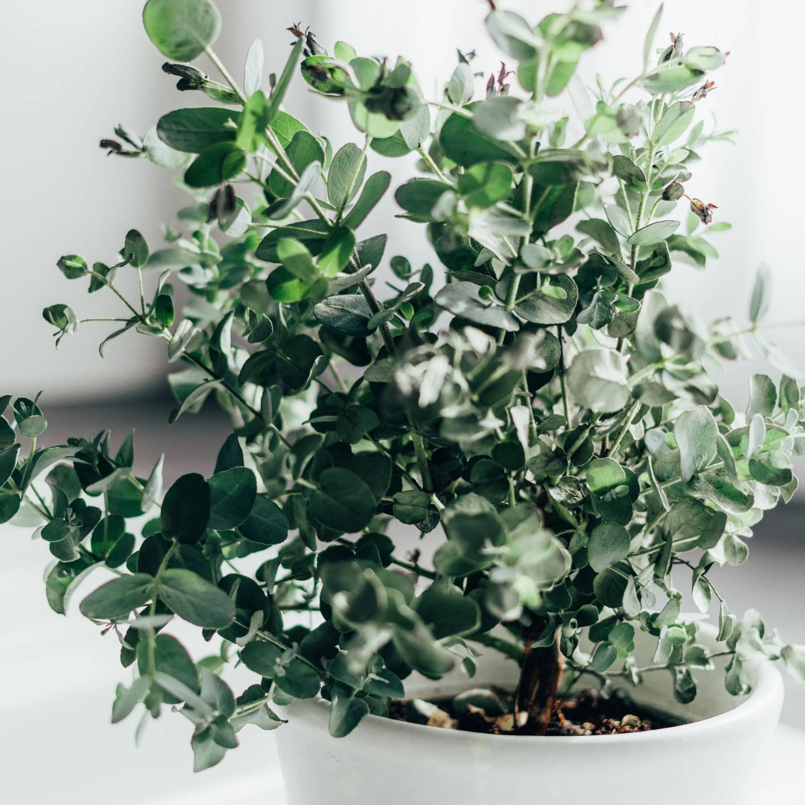 How To Grow Eucalyptus Indoors