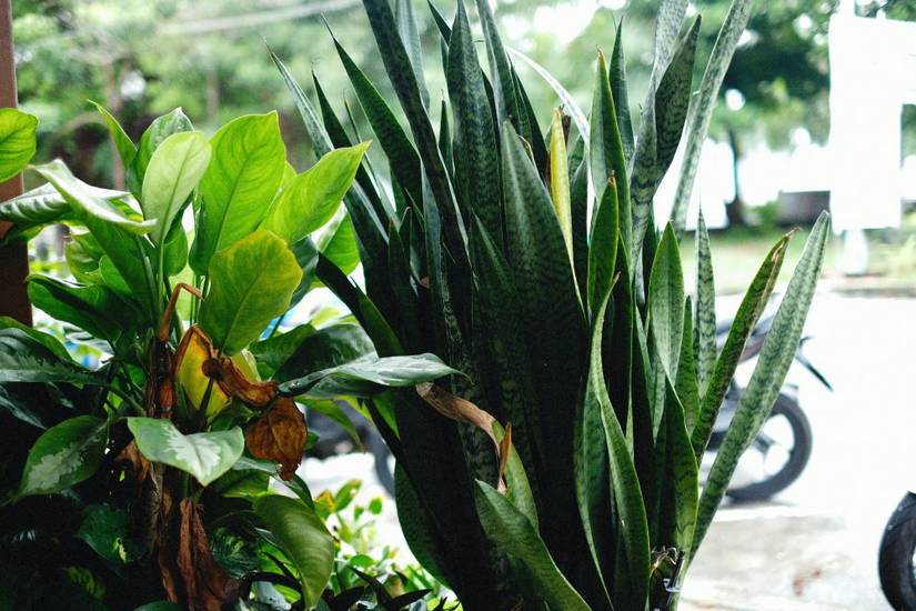 variegated schefflera plant Schefflera Arboricola Umbrella Tree Yellow Variegated 8'' Pot – Dose of  Succulents