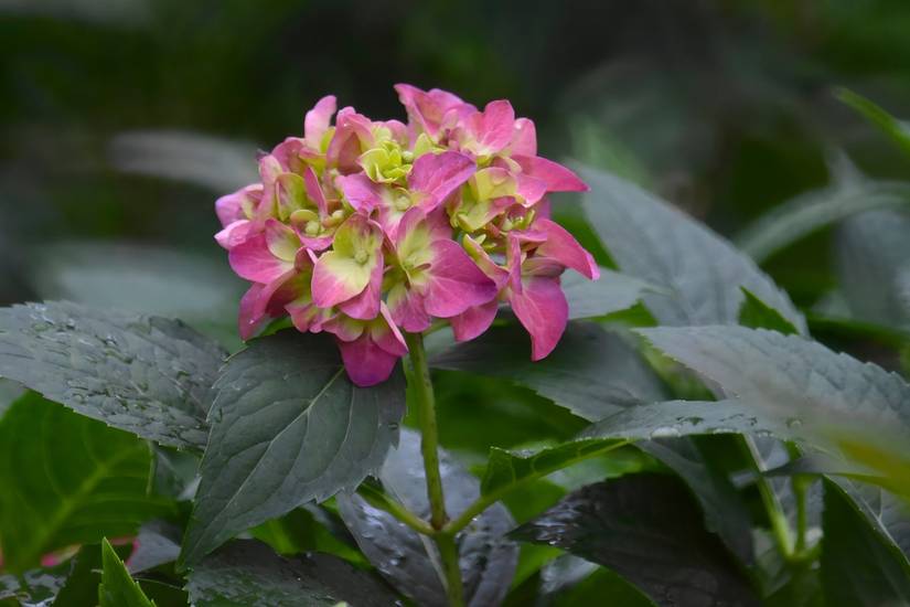 Fall Hydrange 7 Hydrangea Varieties That Bloom in Fall