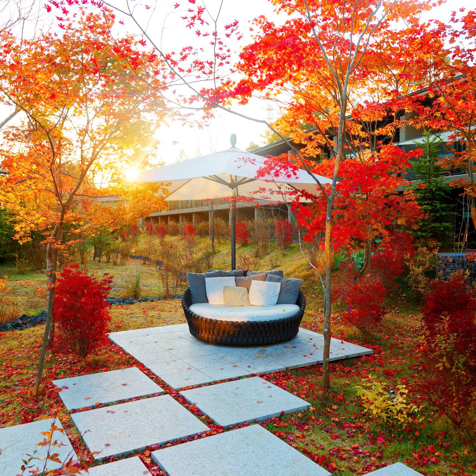 Maple Trees Have Brilliant Fall Colors For Your Backyard, image size:1600x1600