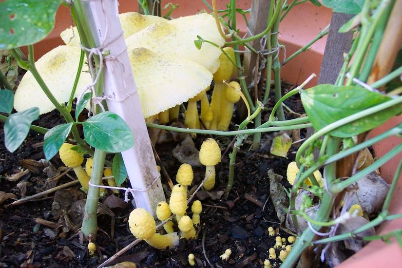 Are Mushrooms Growing in Your Potting Soil?
