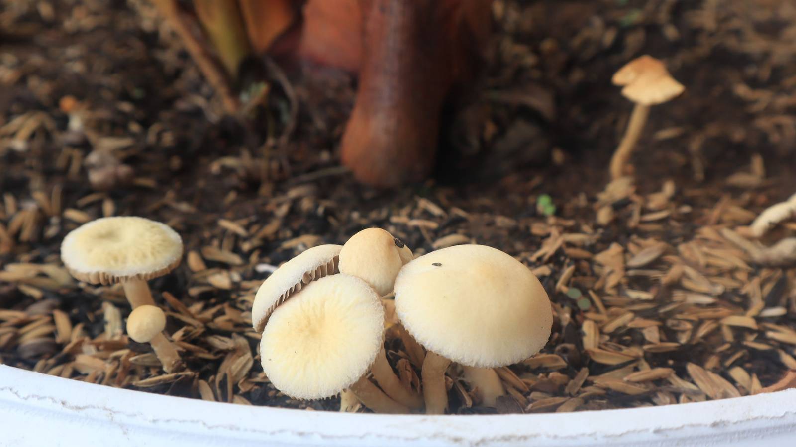 Are Mushrooms Growing in Your Potting Soil?