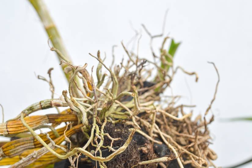 Orchide Roots How To Treat Orchid Root Rot