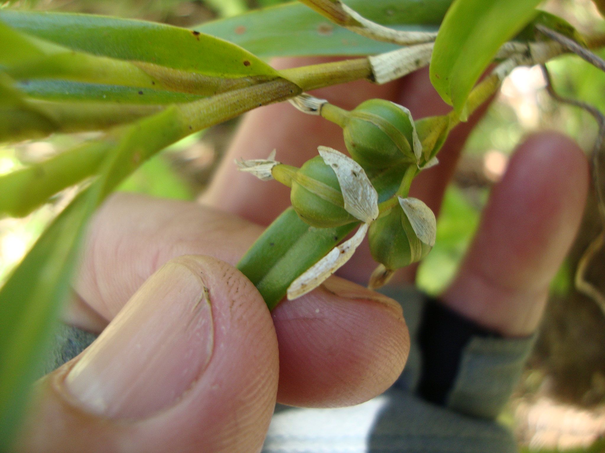 orchid seed capsule