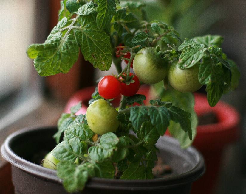 5 Ways to Protect Your Tomato Plants from the Cold