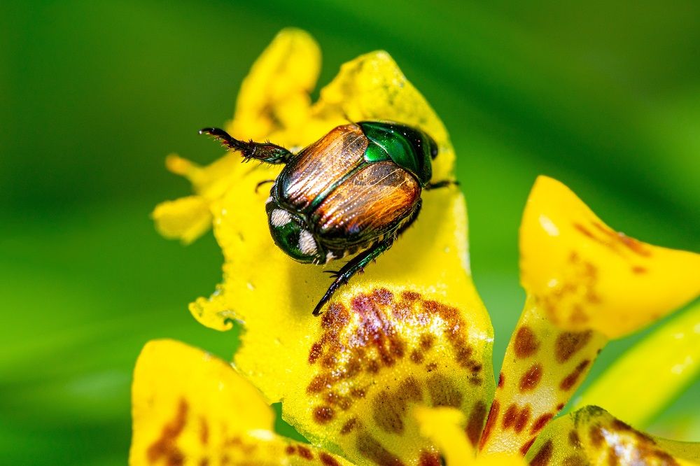 4 Insects That Chrysanthemums Repel