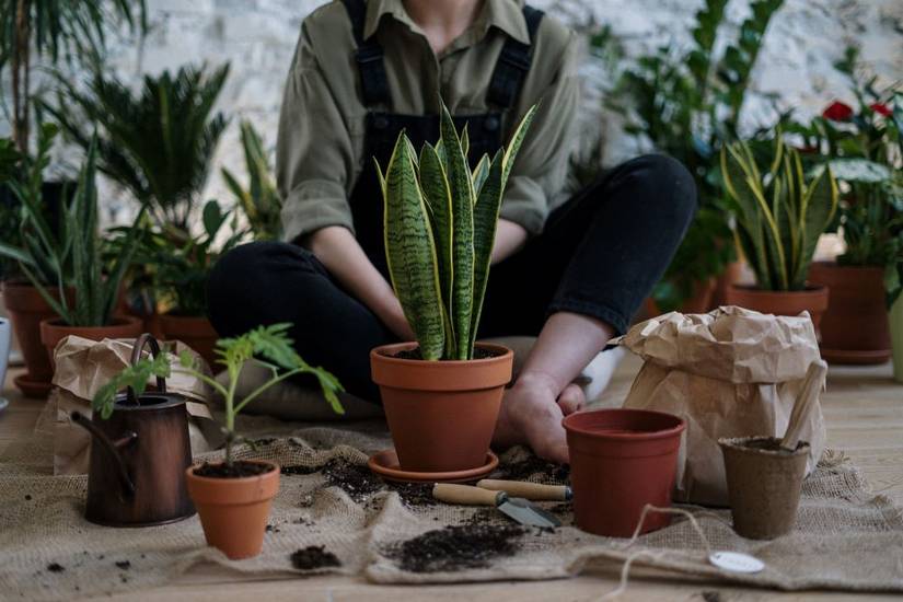 How To Fertilize Your Snake Plant