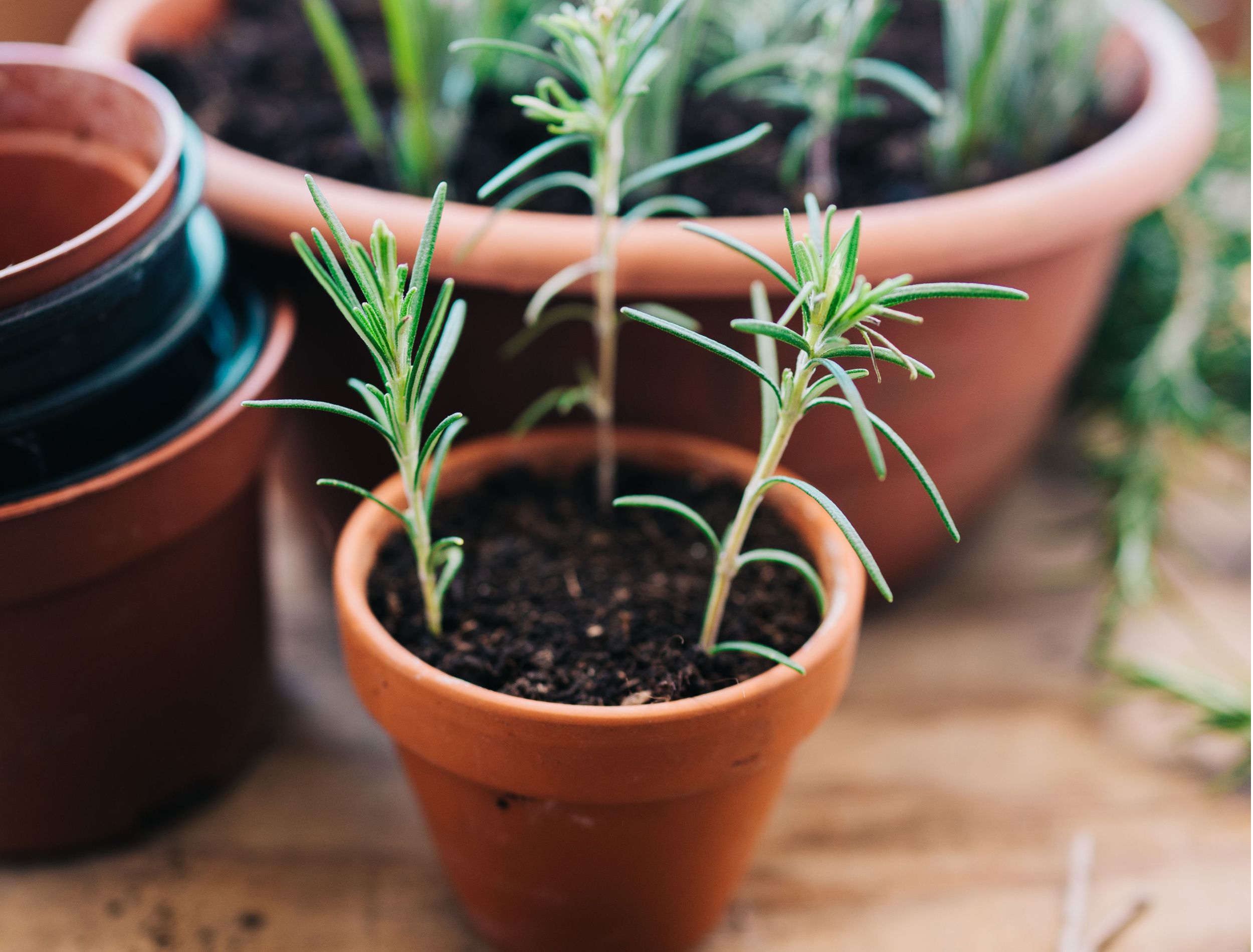 How to Propagate Lavender