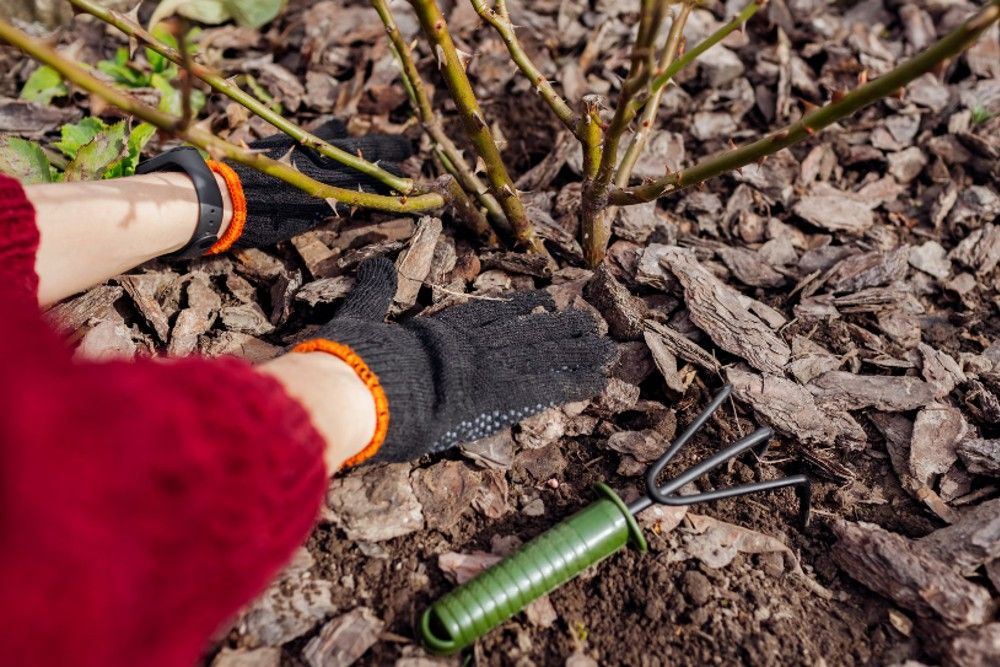 Should You Cut Back 'Knock Out' Roses in the Fall?