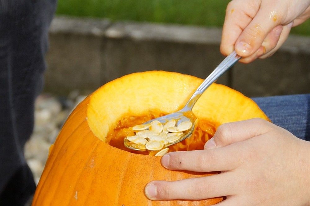 Scooping Out Pumpkin Seeds 