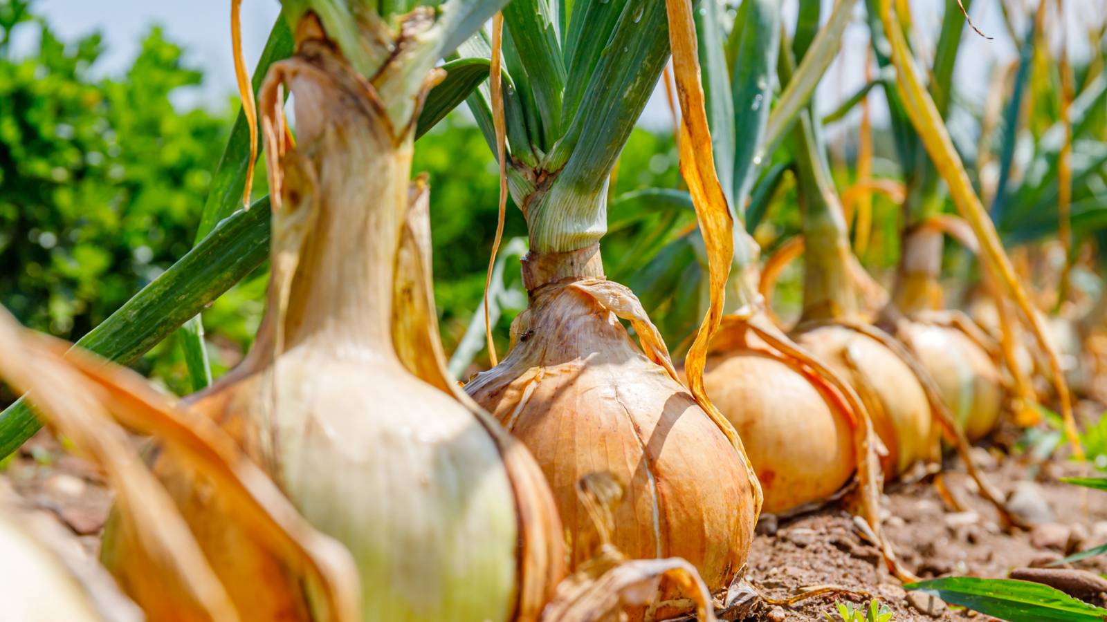 Best Tips for Growing Candy Onions at Home