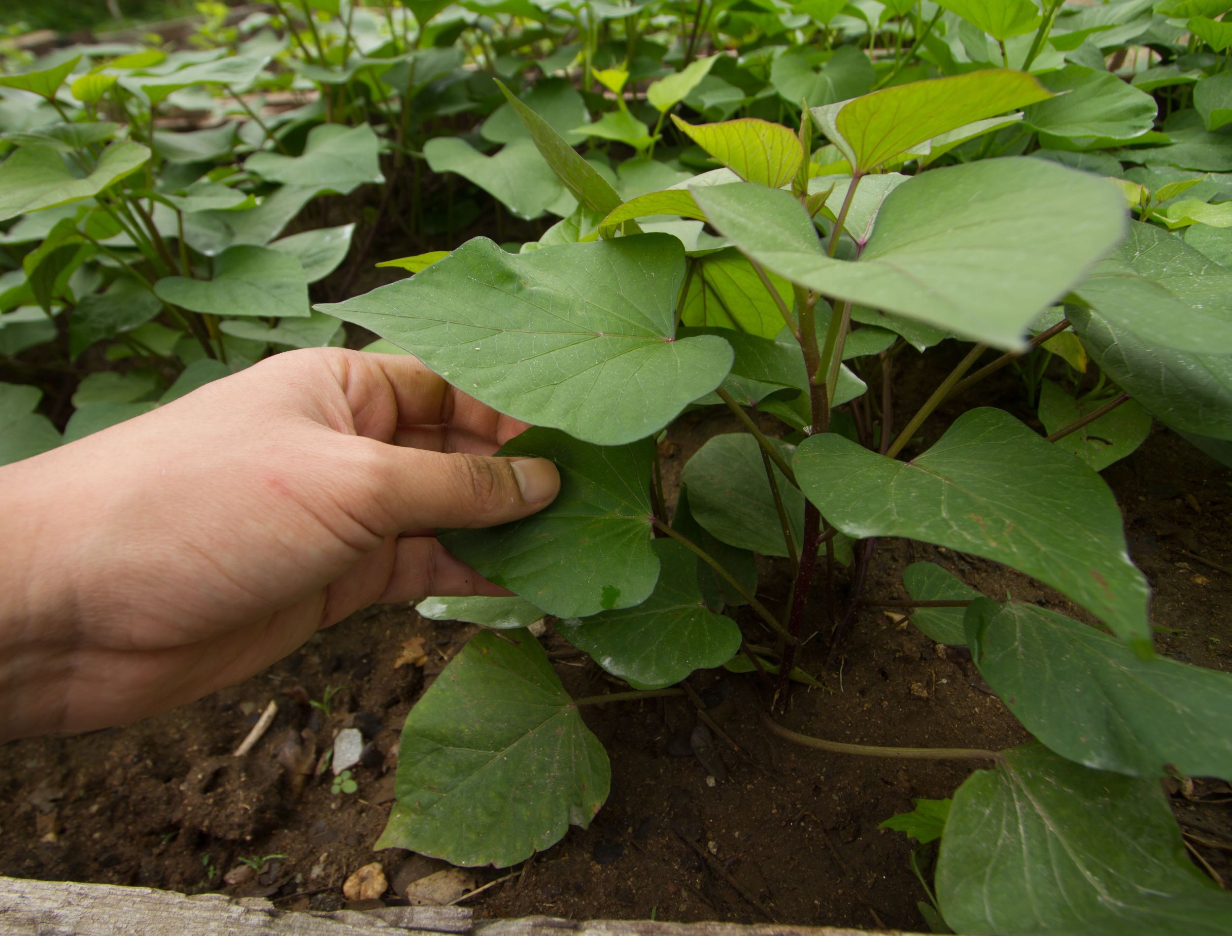 Are Sweet Potato Plant Leaves Edible?, image size:2500x1900