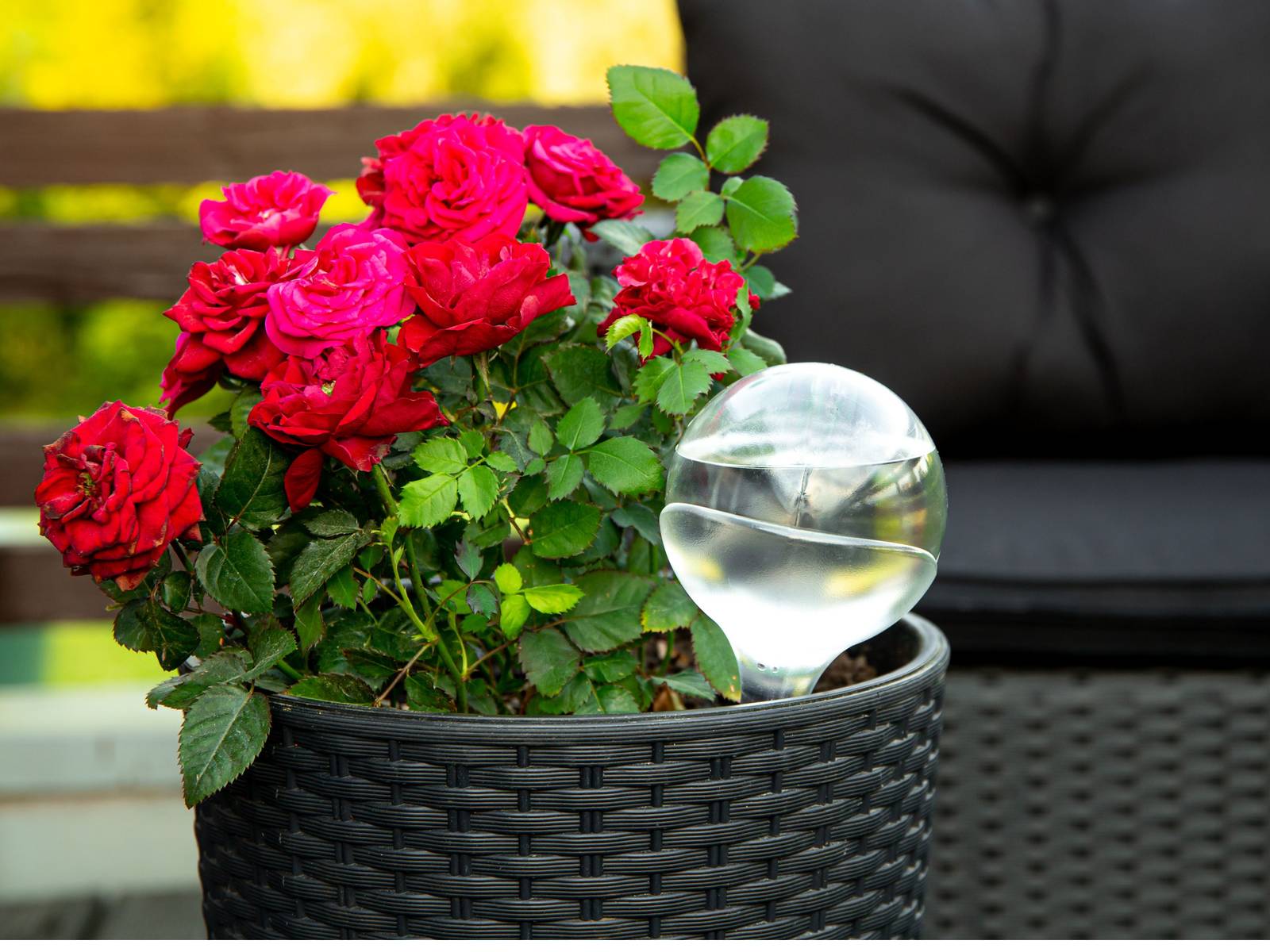 How Often to Water Roses in Pots