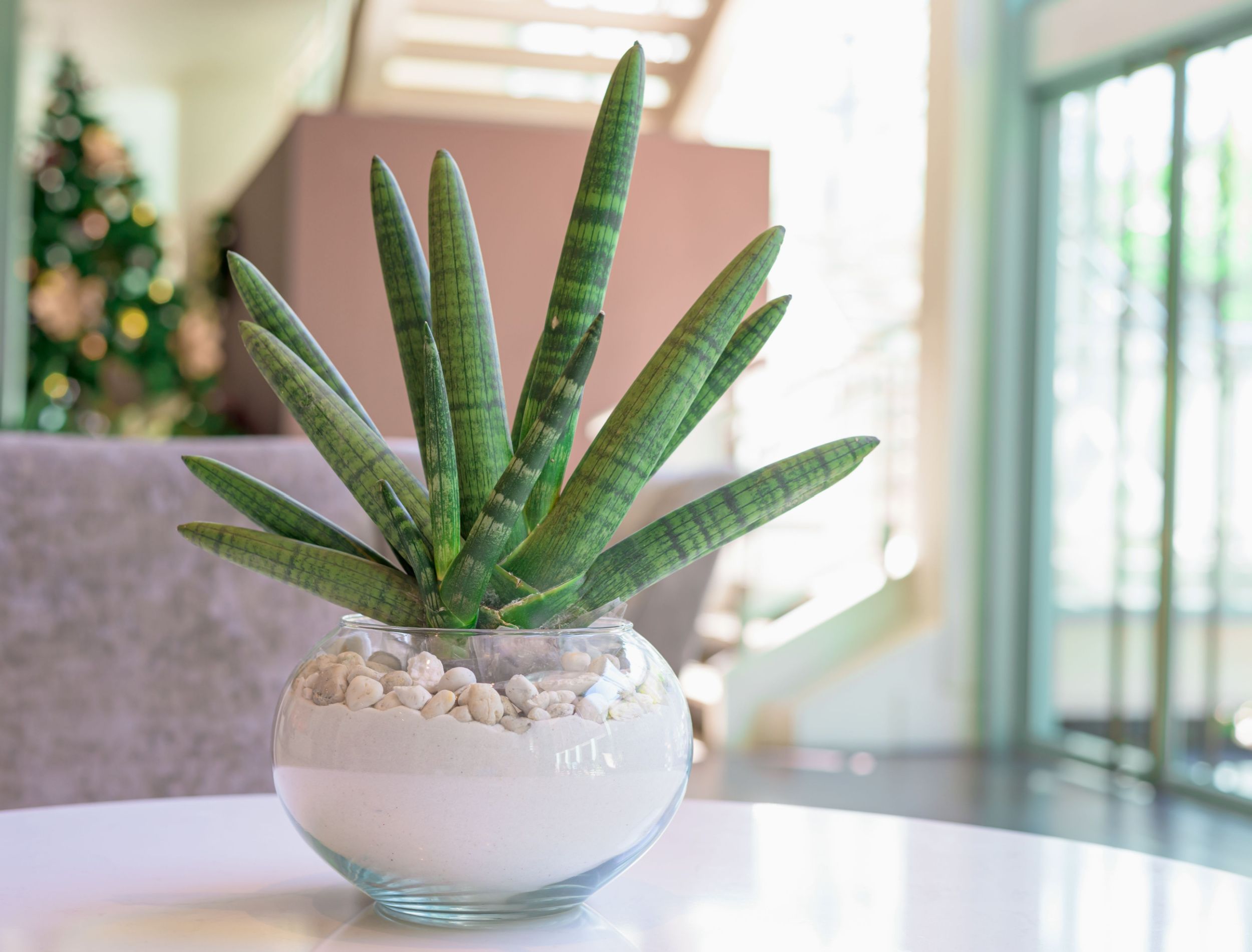 5 Types of Snake Plants To Grow in Your Home