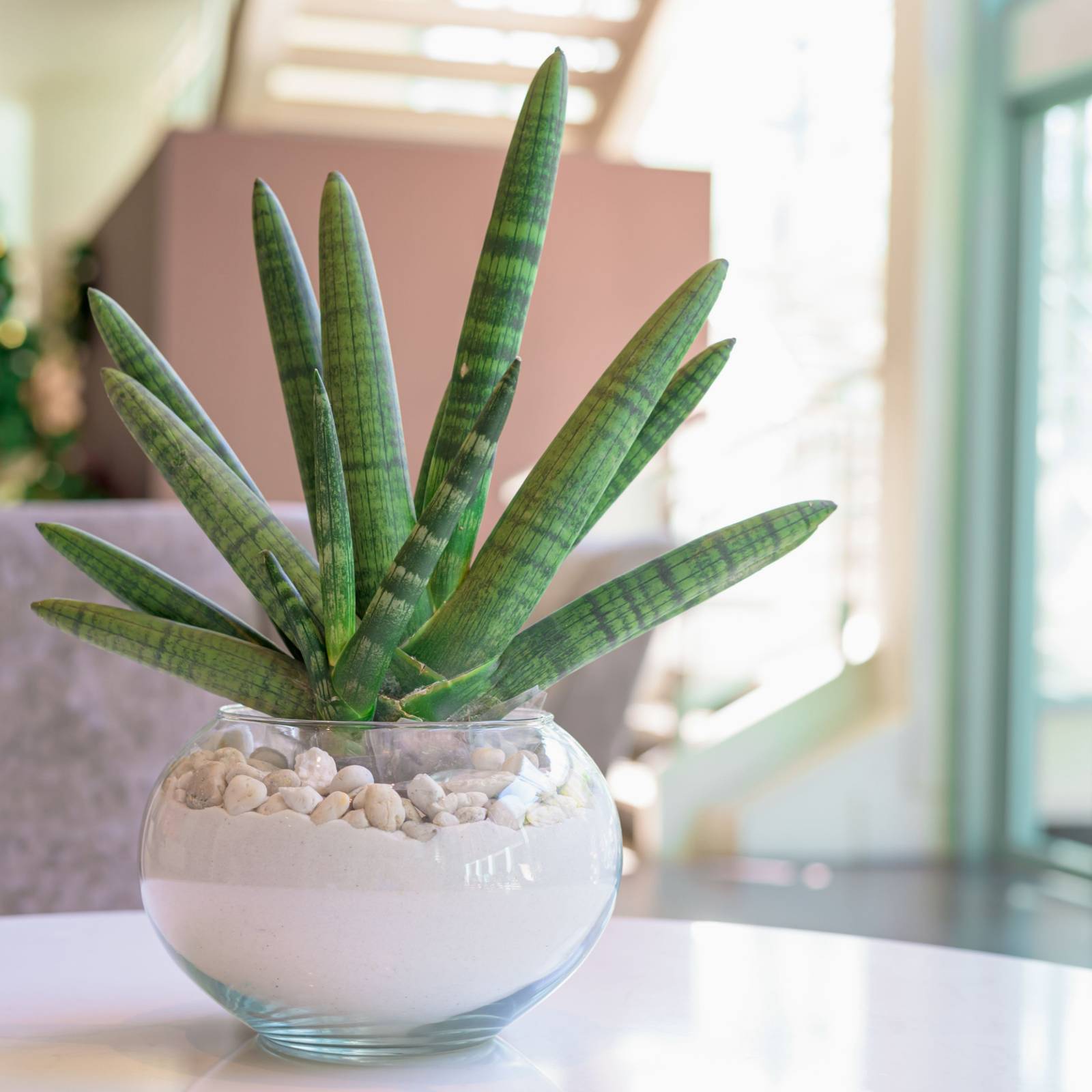 5 Types of Snake Plants To Grow in Your Home