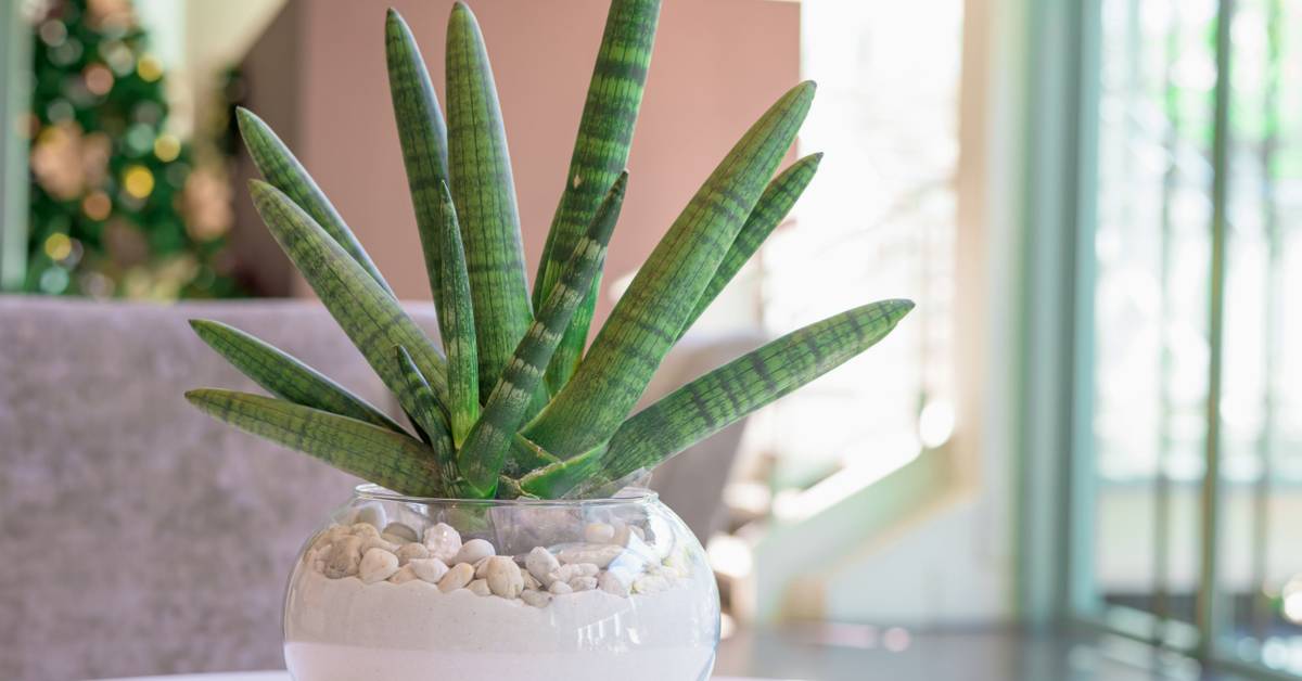5 Types of Snake Plants To Grow in Your Home