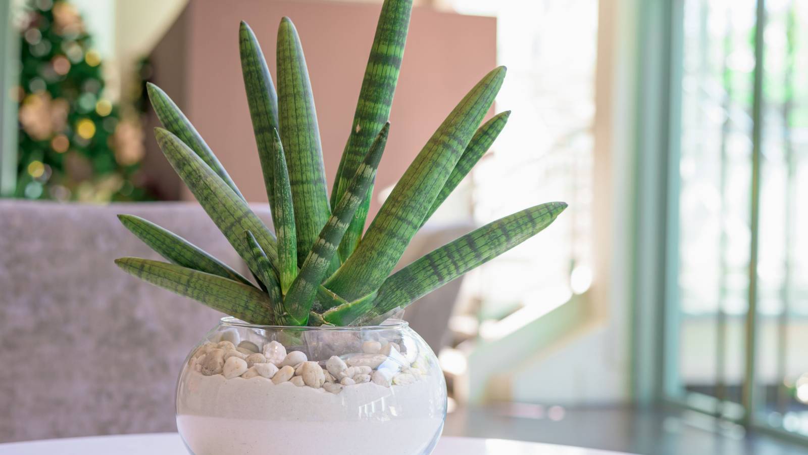 5 Types of Snake Plants To Grow in Your Home