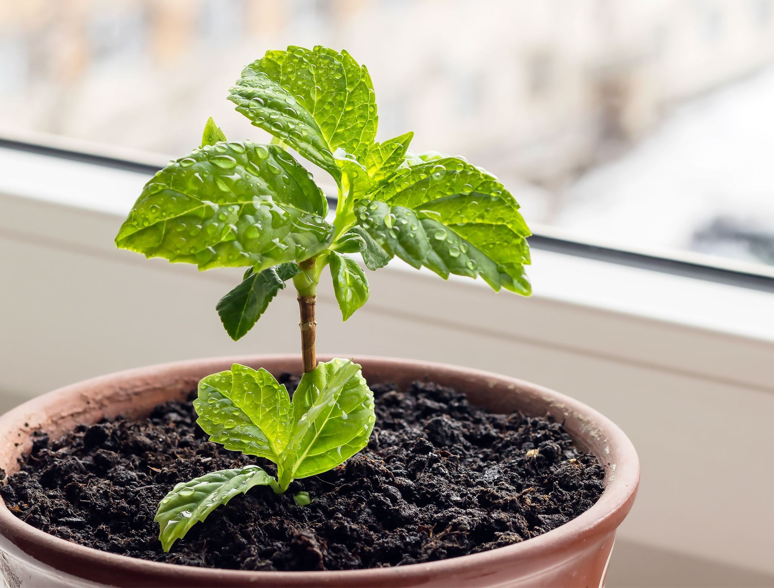How To Grow Hydrangeas Indoors
