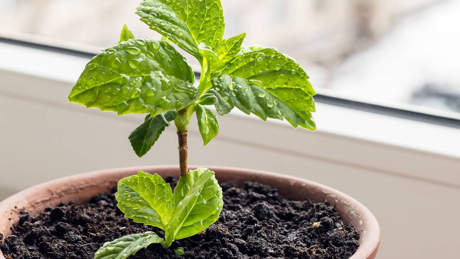 How To Grow Hydrangeas Indoors