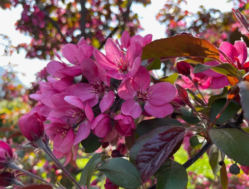 6 Stunning Crabapple Trees for Your Landscape