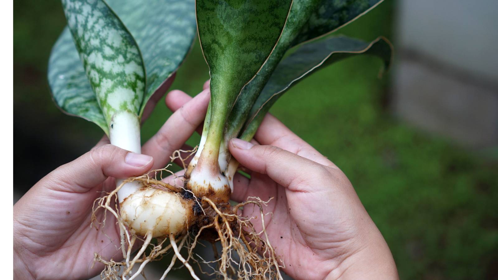 where can i buy a yucca plant near me Yucca gigantea – Foliage Factory