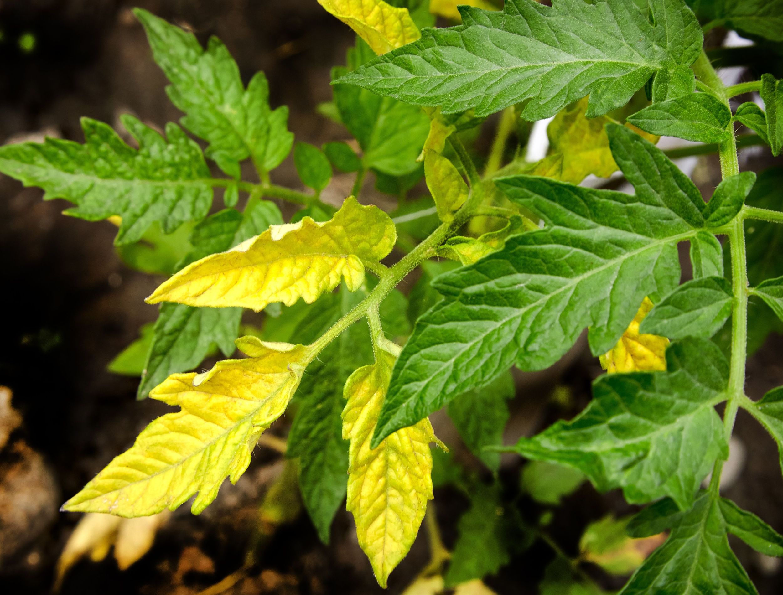 3 Reasons Your Tomato Plant Leaves Are Turning Yellow