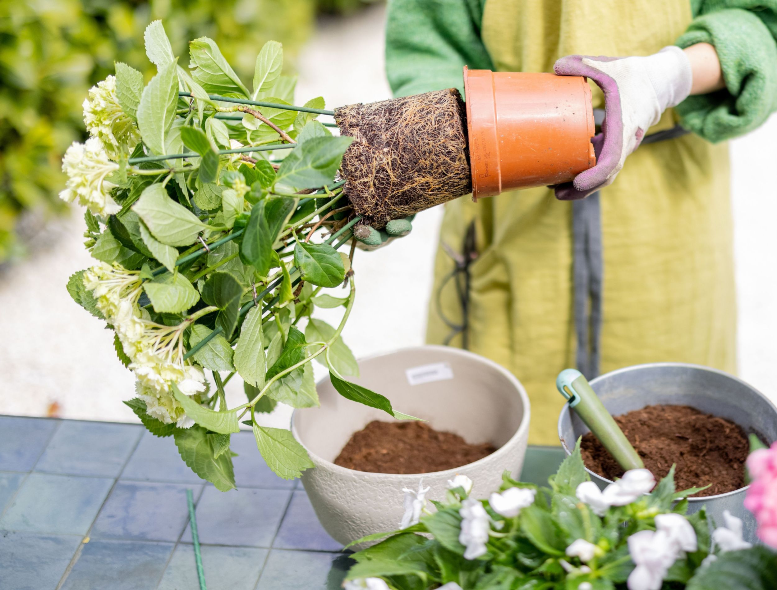 The Best Potting Soil For Hydrangeas