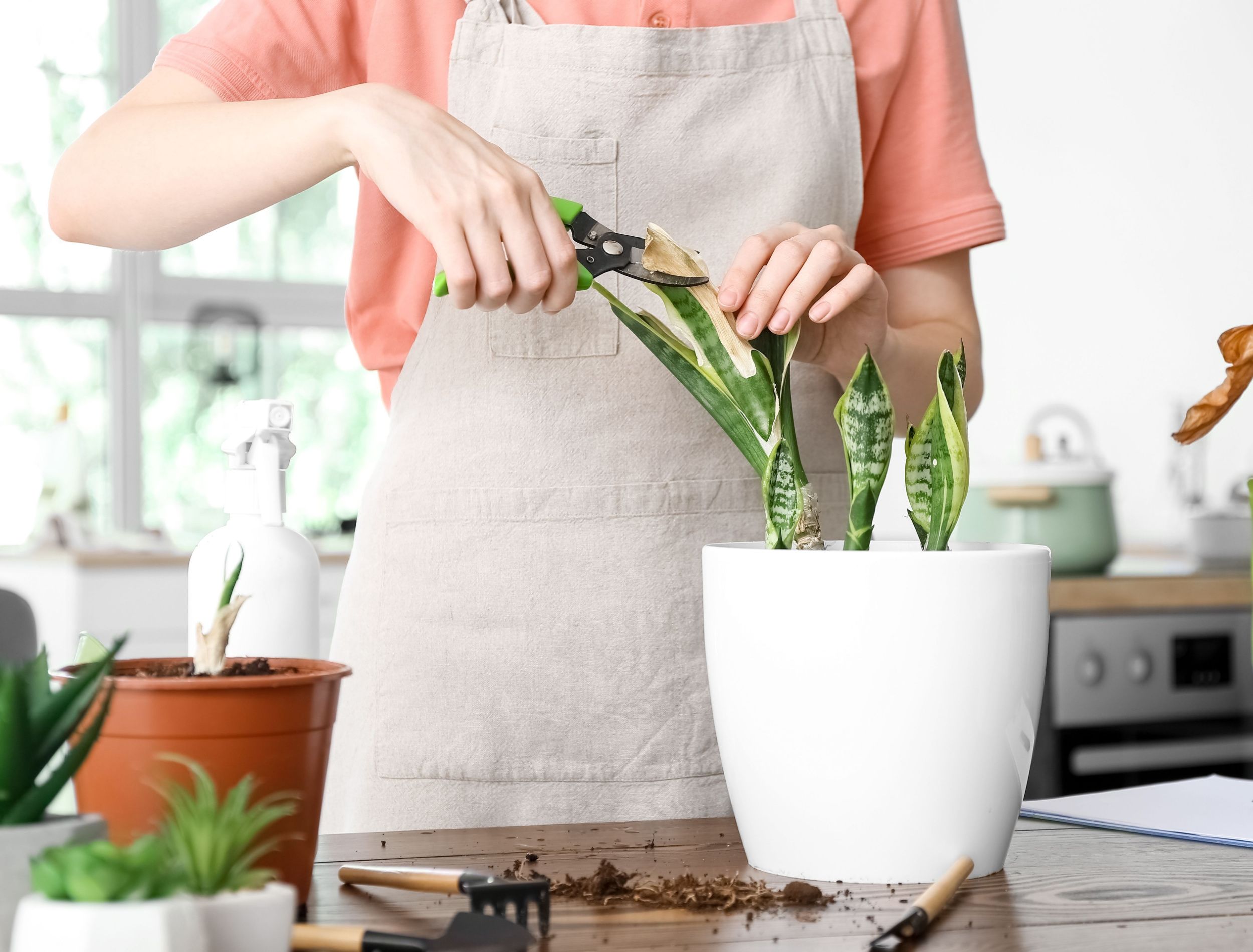 How To Prune Your Snake Plant